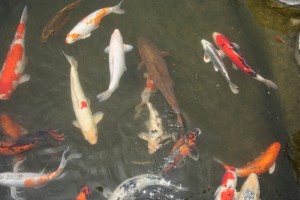 948817-koi-pond